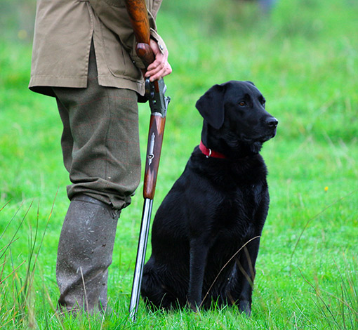 Chasse au chien d'arrêt devant soit