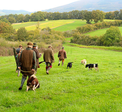 Battue petit gibier en plaine