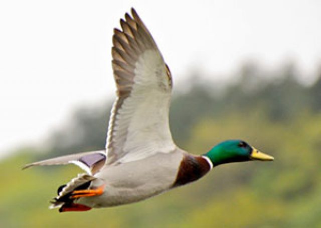 Green-collar duck